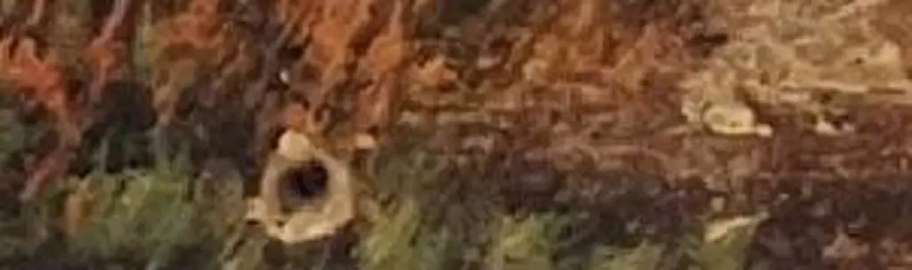 SANDERS, R. - Winter on the West Coast Image 1++