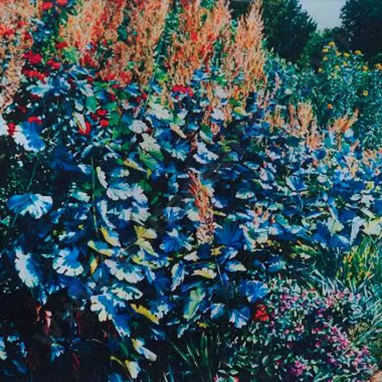 Maughan, Karl (1964-) - Plume