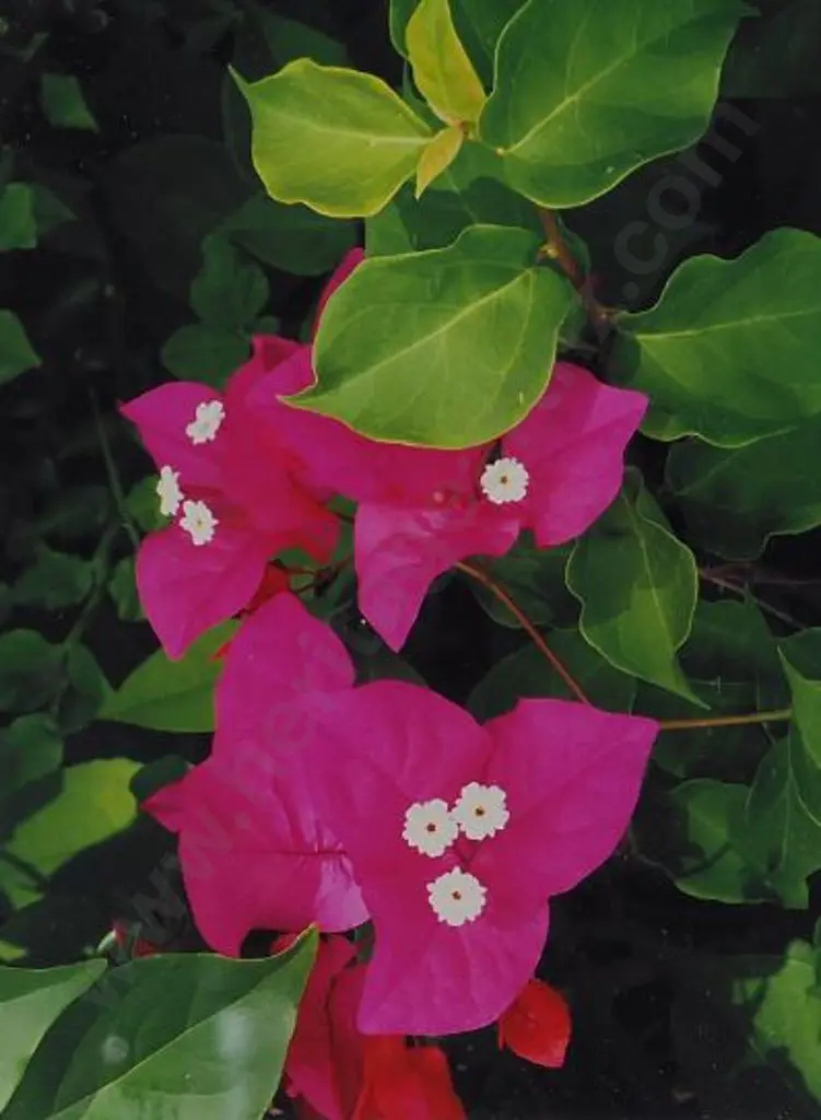 UNKNOWN artist - Flowers & Leaves Image 1++