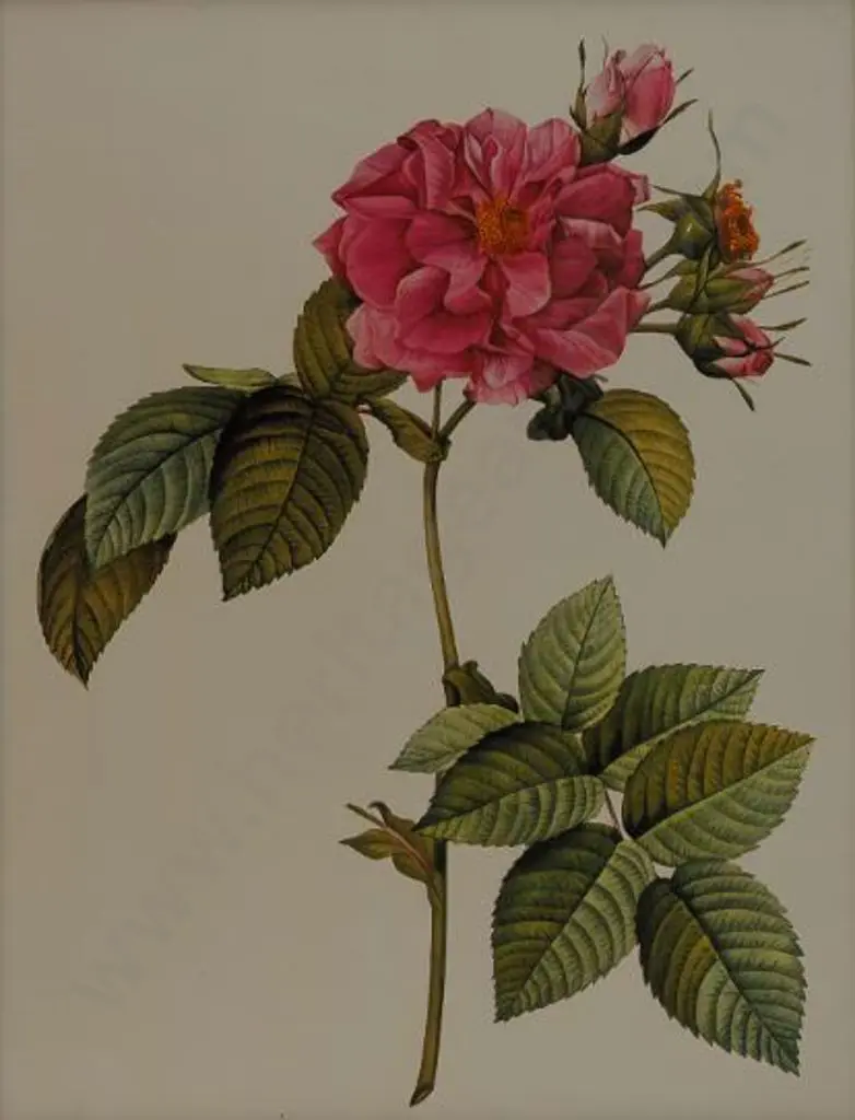 REDOUTE - Pink Rose Image 1++