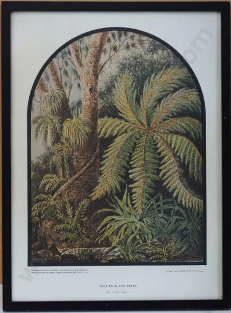 GOLD, Lt. Gen. Charles Emilius (1809-1871) - Tree Fern and Ferns Image 1++