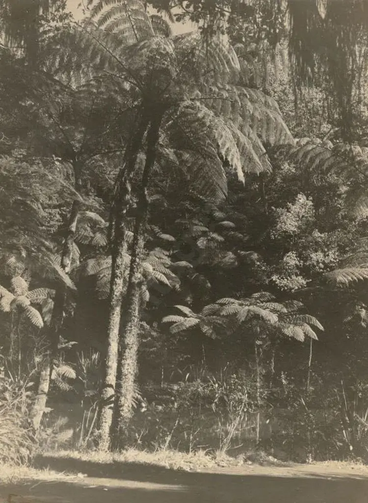 UNKNOWN - Forest Ferns - Early 20th Century Image 1++