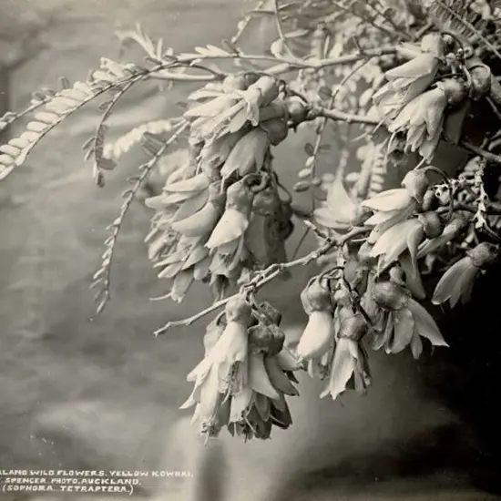 SPENCER, Charles (1854-1933) - New Zealand Wildflowers - Yellow Kowhai