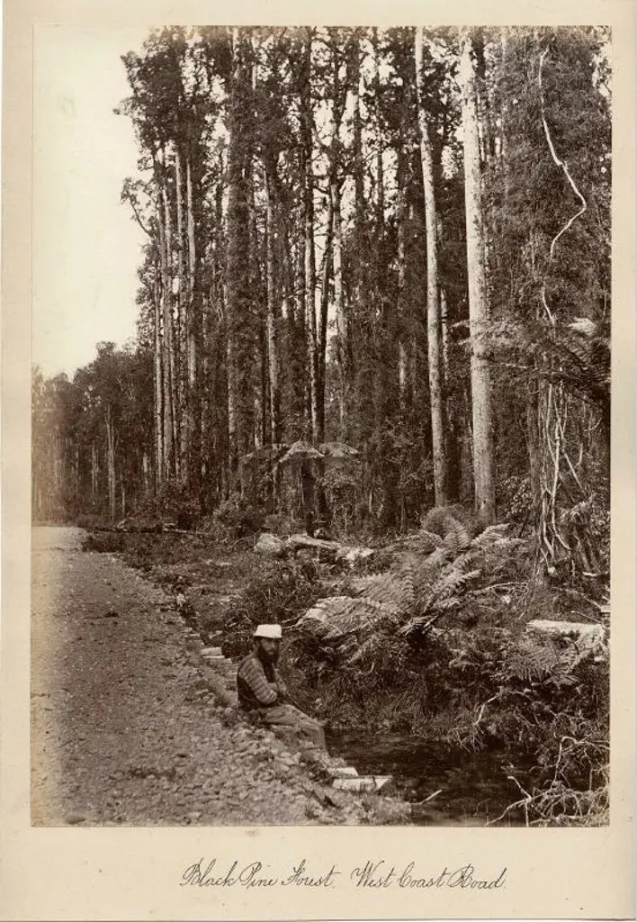 UNKNOWN - Black Pine Forest, West Coast Road - Late 19th Century Image 1++