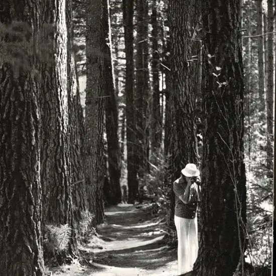 CASBOLT, Frederick Lennard (1896-1987) - Woodland Walk - Hanmer Forest