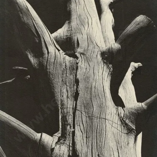 CASBOLT, Frederick Lennard (1896-1987) - Tree Trunk