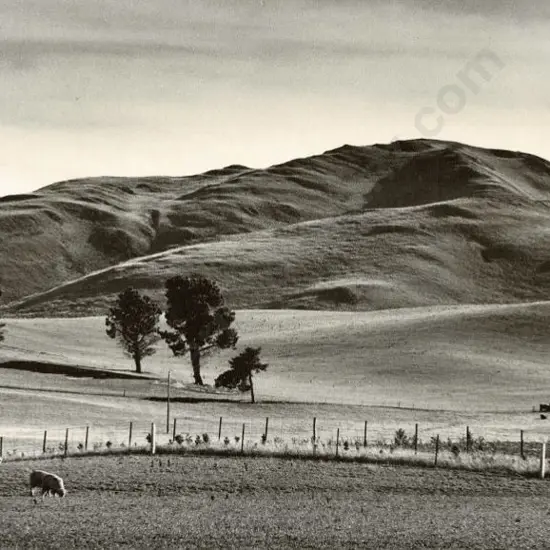 CASBOLT, Frederick Lennard (1896-1987) - Pastoral Scene with Grazing Sheep, Hills & Trees