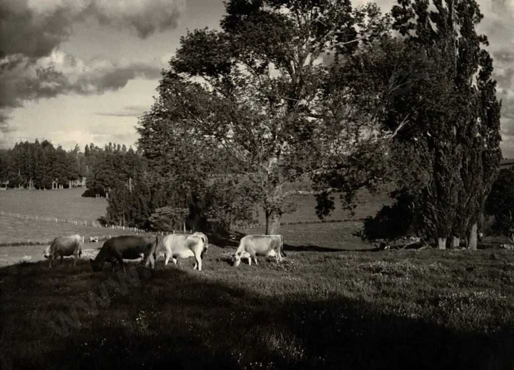 CASBOLT, Frederick Lennard (1896-1987) - Cows grazing in Shadows Image 1++