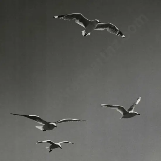 CASBOLT, Frederick Lennard (1896-1987) - Flight No. 2