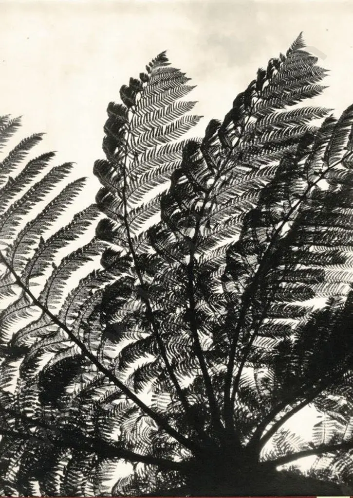 CASBOLT, Frederick Lennard (1896-1987) - Tree Ferns Image 1++