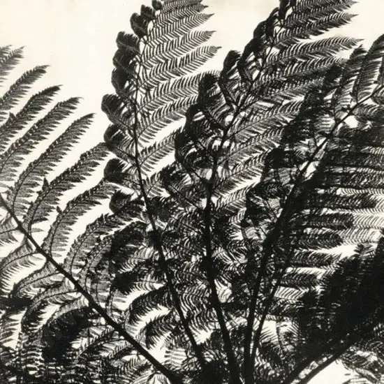 CASBOLT, Frederick Lennard (1896-1987) - Tree Ferns
