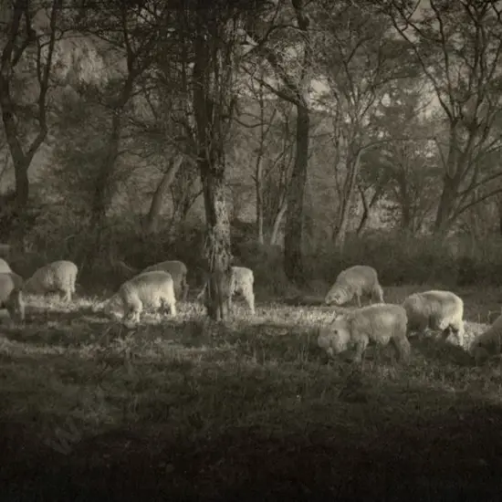 CASBOLT, Frederick Lennard (1896-1987) - Pastoral
