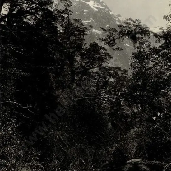 MUIR & MOODIE - Dunedin (1898-1916) - Mount Edgar from Quinton Hut, 1908