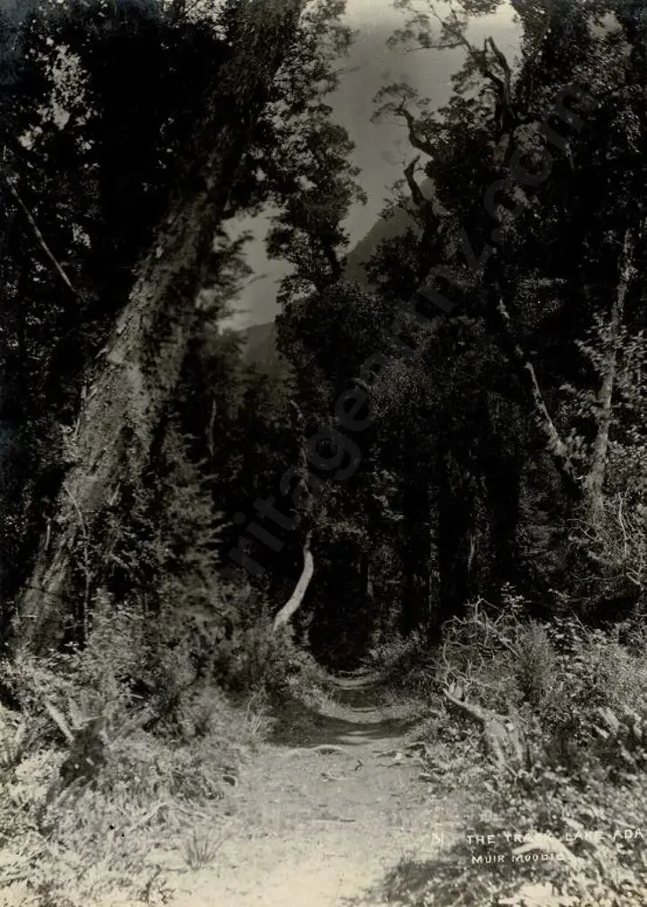 MUIR & MOODIE - Dunedin (1898-1916) - The Track, Lake Ada, c.1905 Image 1++