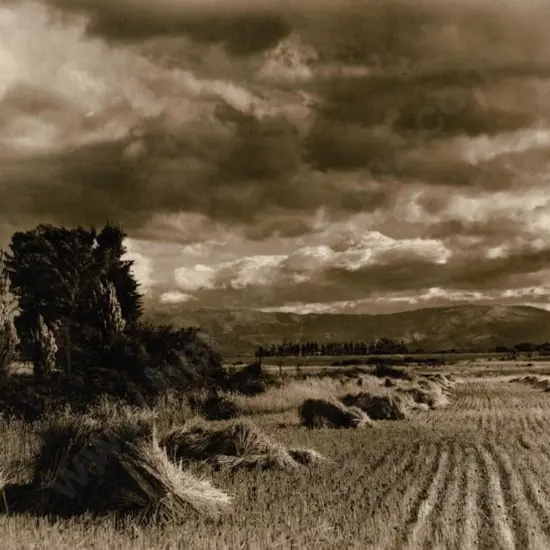 WEEDON, Clifton A. (1887-1960) - Grain Harvesting - NZ Countryside