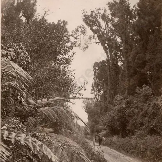 BURTON BROS - Dunedin (1870s-1890s) - In 40 Mile Bush (Road through Bush), c.1880