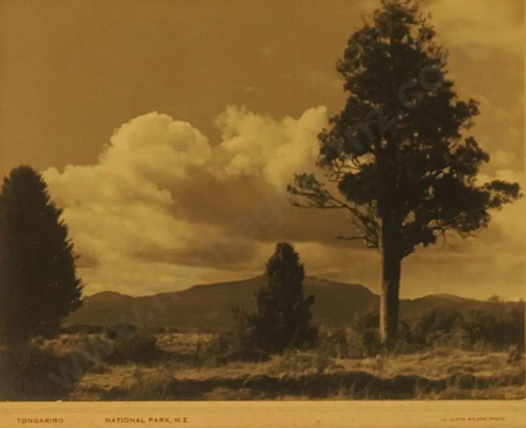WILSON, James Lloyd (1915-1980) - Tongariro National Park Image 1++