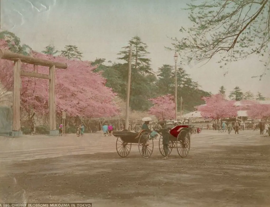 UNKNOWN - Cherry Blossoms Mukojima in Tokyo, c.1880 Image 1++
