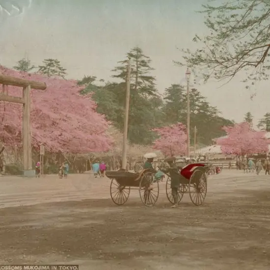 UNKNOWN - Cherry Blossoms Mukojima in Tokyo, c.1880