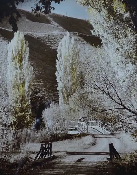 DUDGEON, Ellis (1905-1979) - Golden Sentinels, c.1933 Image 1++