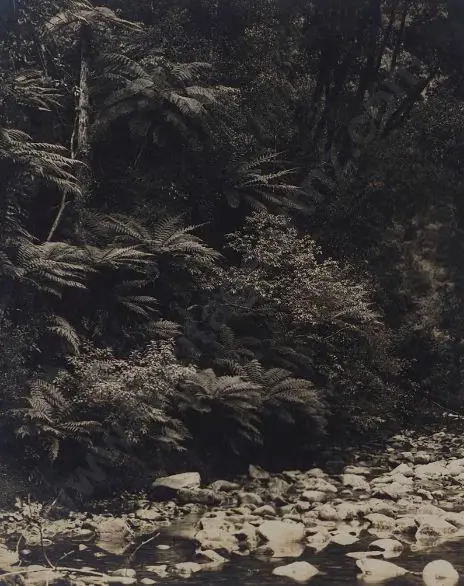 UNKNOWN Photographer - Dorothy Creek, Lake Kanieri, c. 1900 Image 1++