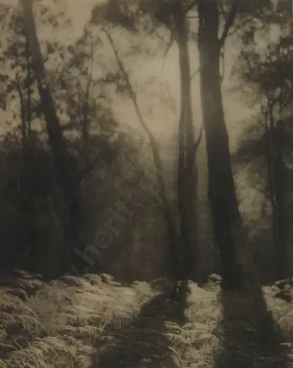 UNKNOWN - Atmospheric Forest Scene c. 1940 Image 1++