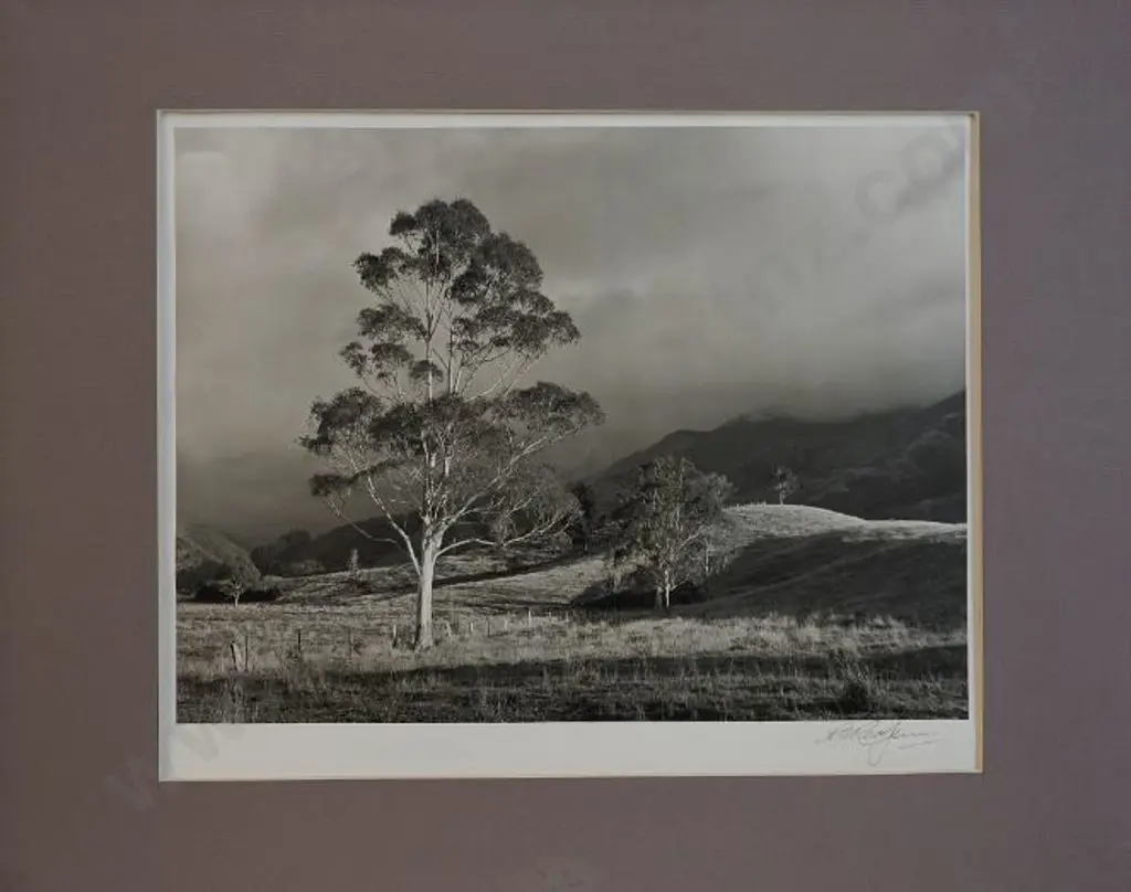 REDFERN, R. - Standing Tall (Tree in Field) Image 1++