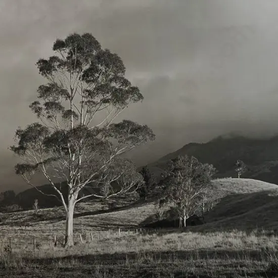 REDFERN, R. - Standing Tall (Tree in Field)