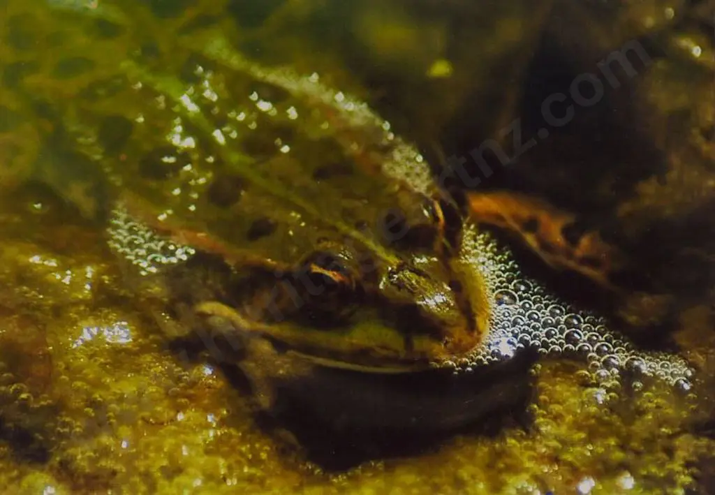 UNKNOWN Photographer - Litte Green Frog Image 1++