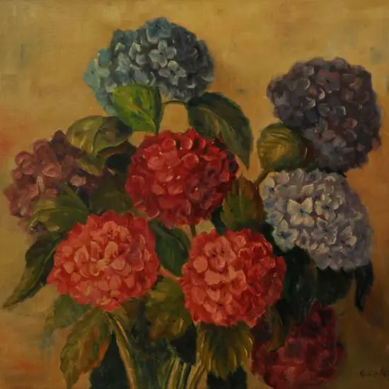COLEMAN, G. - Hydrangeas