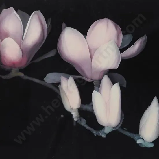 UNKNOWN photographer - Flowers